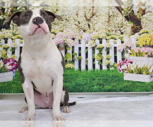 American Pit Bull Terrier-Unknown Mix Dogs for adoption in Oroville, CA, USA