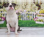 Small American Pit Bull Terrier Mix
