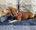 Small #7 Beagle