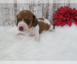 Dachshund Puppy for sale in SHILOH, OH, USA