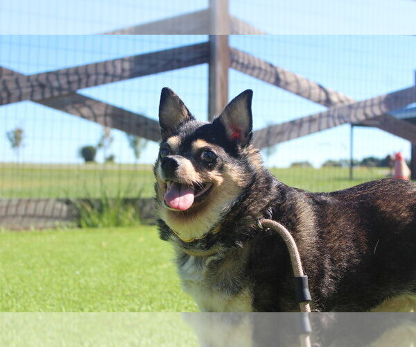 Medium Photo #3 Chihuahua Puppy For Sale in Chestertown, MD, USA