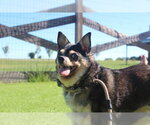 Small Photo #3 Chihuahua Puppy For Sale in Chestertown, MD, USA