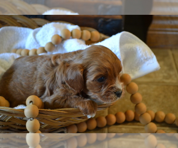 Medium Photo #3 Cavapoo (Miniature) Puppy For Sale in GREENWOOD, WI, USA