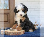 Small #1 Bernedoodle (Miniature)
