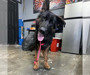 Mutt Dogs for adoption in Elmsford, NY, USA