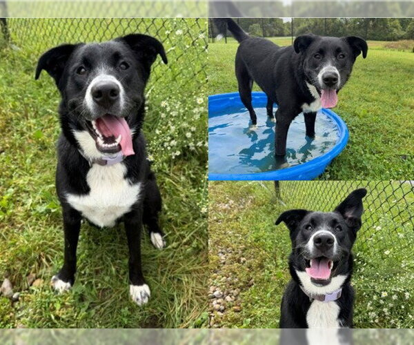 Medium Photo #1 Labrador Retriever-Unknown Mix Puppy For Sale in Fort Wayne, IN, USA