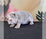 Small Photo #2 English Bulldog Puppy For Sale in TAMPA, FL, USA