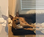 Small Photo #4 American Staffordshire Terrier-Unknown Mix Puppy For Sale in Cary, NC, USA