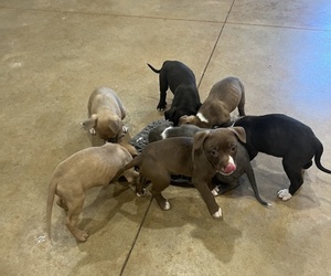 American Pit Bull Terrier Puppy for Sale in DUNCAN, South Carolina USA