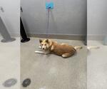 Small German Shepherd Dog Mix