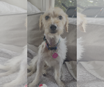 Small #5 Jack Russell Terrier Mix