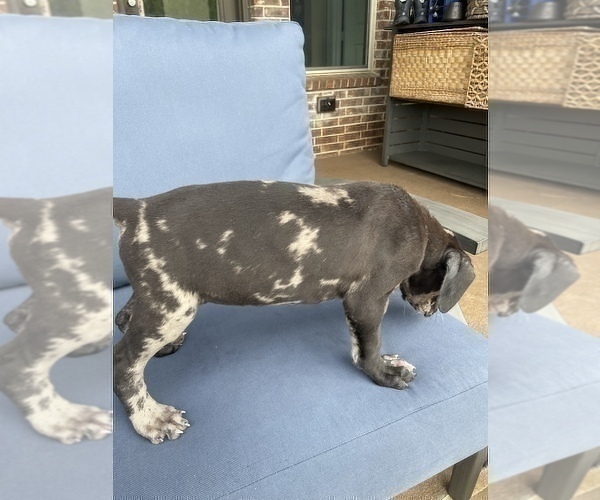 Medium Photo #3 Great Dane Puppy For Sale in GRAND PRAIRIE, TX, USA