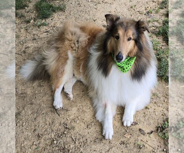 Medium Photo #1 Collie Puppy For Sale in Dublin, OH, USA
