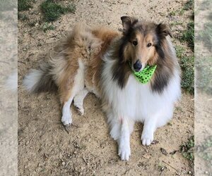 Collie Dogs for adoption in Dublin, OH, USA