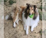 Small Collie