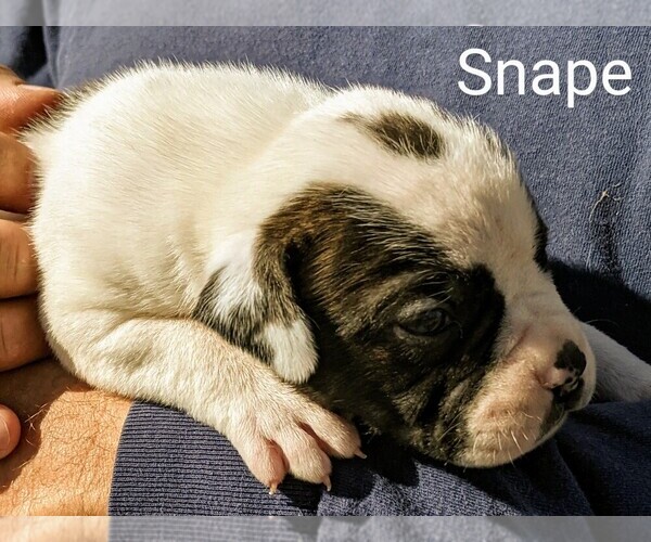 Medium Photo #17 American Bulldog Puppy For Sale in MILLS RIVER, NC, USA