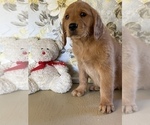 Small Photo #7 Golden Retriever Puppy For Sale in AMITY, AR, USA