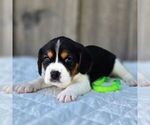 Small Photo #2 Beaglier Puppy For Sale in PRESTON, MD, USA