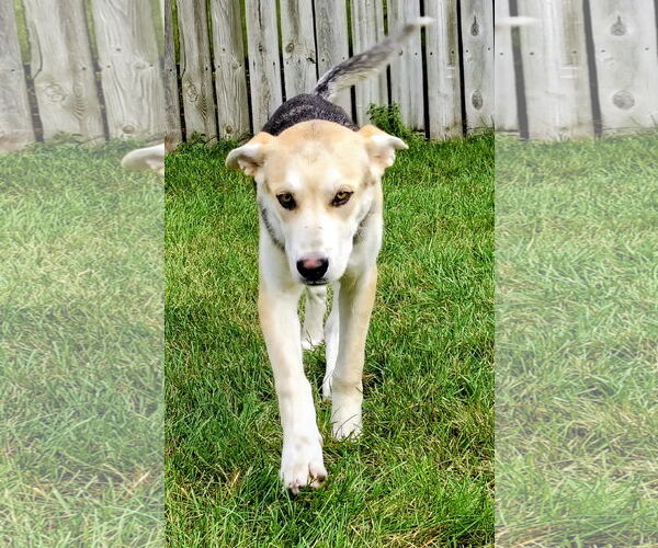 Medium Photo #2 German Shepherd Dog-Huskies  Mix Puppy For Sale in Cottage Grove, MN, USA