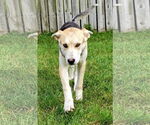 Small #1 German Shepherd Dog-Huskies  Mix