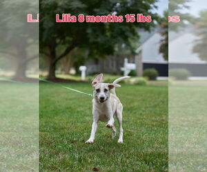 Chihuahua-Unknown Mix Dogs for adoption in Virginia Beach, VA, USA