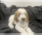 Small Photo #4 Goldendoodle Puppy For Sale in PHILA, PA, USA
