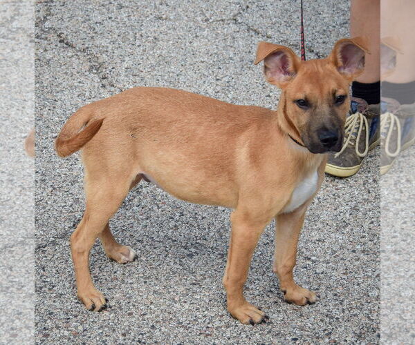 Medium Photo #2 Boxer-Dutch Shepherd  Mix Puppy For Sale in Huntley, IL, USA