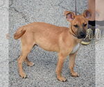 Small #1 Boxer-Dutch Shepherd  Mix