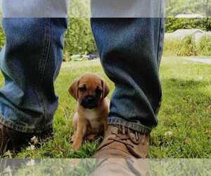 Puggle Puppy for sale in WYTHEVILLE, VA, USA