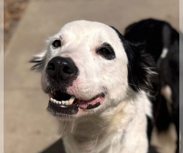Medium Photo #1 Border Collie-Unknown Mix Puppy For Sale in Newport Beach, CA, USA