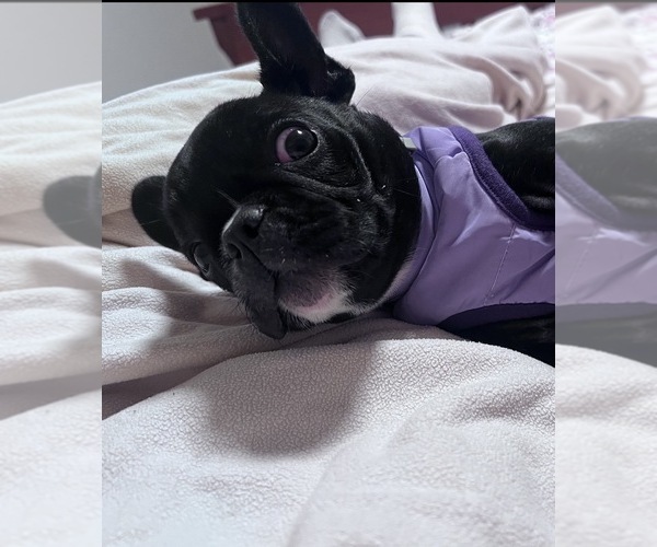 Medium Photo #5 French Bulldog Puppy For Sale in MANTECA, CA, USA