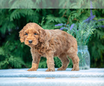 Puppy Pebbles Goldendoodle (Miniature)