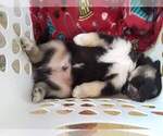 Small Photo #8 Alaskan Husky-German Shepherd Dog Mix Puppy For Sale in HILLSBORO, OR, USA