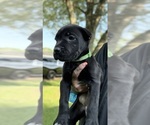 Puppy Sox Cane Corso