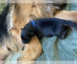 Small #5 German Shepherd Dog