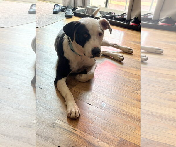 Medium Photo #7 Mutt Puppy For Sale in Rockaway, NJ, USA