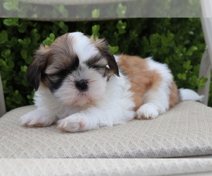 Shih Tzu Puppy for sale in SHILOH, OH, USA