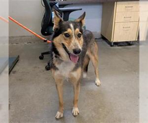 Border Collie-Unknown Mix Dogs for adoption in Camarillo, CA, USA