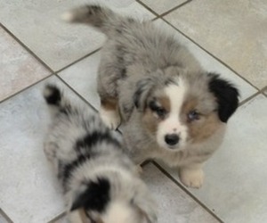 Medium Corgi-Aussie