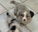Puppy Puppy 4 Corgi-Aussie