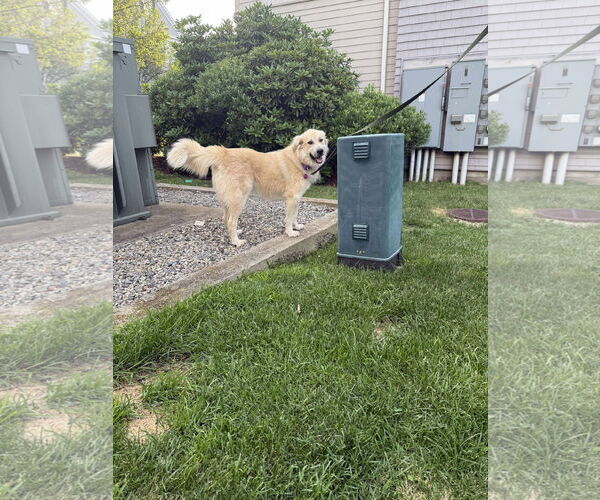 Medium Photo #6 Great Pyrenees-Unknown Mix Puppy For Sale in pomfret, CT, USA