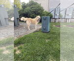 Small #5 Great Pyrenees Mix