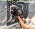 Small Photo #15 German Shepherd Dog Puppy For Sale in MIAMI BEACH, FL, USA