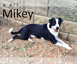 Border Collie-Mountain Cur Mix Dogs for adoption in Mountain View, AR, USA