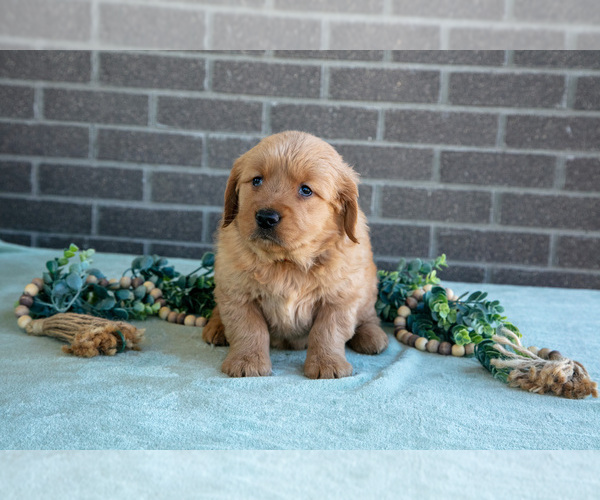 Medium Photo #2 Golden Retriever Puppy For Sale in MILLERSBURG, OH, USA