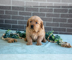 Small Photo #15 Golden Retriever Puppy For Sale in MILLERSBURG, OH, USA