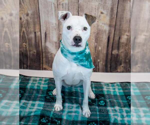 Medium Photo #5 Bulldog-Unknown Mix Puppy For Sale in Kennesaw, GA, USA