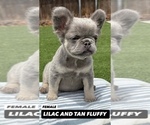 Small #9 French Bulldog