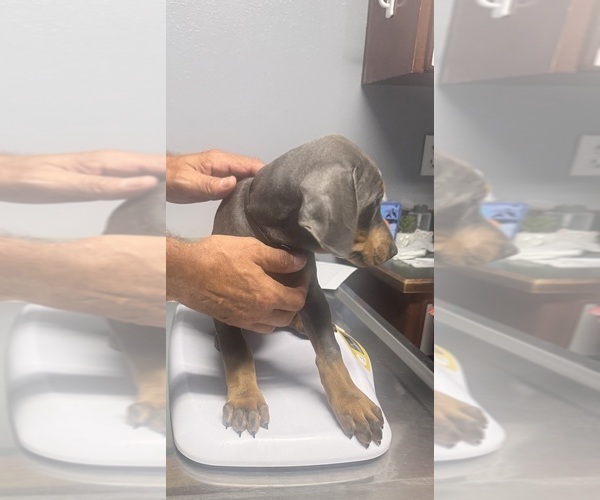 Medium Photo #28 Doberman Pinscher Puppy For Sale in MEDFORD, OR, USA