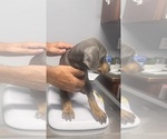 Small #3 Doberman Pinscher